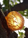Fruit tree, plum, resin ball of tree illuminated by the sun Royalty Free Stock Photo