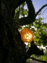 Fruit tree, plum, resin ball of tree illuminated by the sun Royalty Free Stock Photo