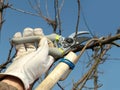 Fruit tree pruning Royalty Free Stock Photo