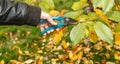 Fruit tree pruning. Garden scissors. Garden scissors are used by the gardener to cut tree branches Royalty Free Stock Photo