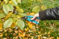 Fruit tree pruning. Garden scissors. Garden scissors are used by the gardener to cut tree branches Royalty Free Stock Photo
