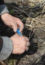 Fruit Tree pruning. Old gardener hands grafting apple fruit tree in his fruit garden