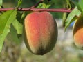 One large red peach fruit on a twig and green leaves. Royalty Free Stock Photo