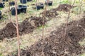 fruit tree seedlings in containers and planted in the ground. Garden nursery Royalty Free Stock Photo