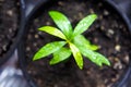 fruit tree sprouted in the greenhouse