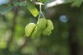 Fruit tree Staphylea pinnata Royalty Free Stock Photo