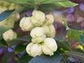 Fruit tree Staphylea pinnata Royalty Free Stock Photo