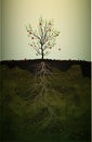 Fruit tree with strong root in soil,red apple tree with long root, strong root idea, Royalty Free Stock Photo