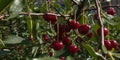 Fruit tree with thin brown branches and green leaves and red berries of a cherry in the garden Royalty Free Stock Photo