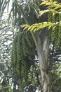 Fruit tree, Tomok, Samosir Island, Lake Toba, Sumatra Island, Indonesia Royalty Free Stock Photo