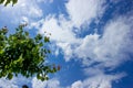 Fruit tree top branch on blue sky and beautiful fluffy cloud background. Best summer sky photo Royalty Free Stock Photo