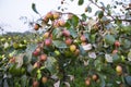 Fruit tree with unripe Red jujube fruits or apple kul boroi in the autumn garden Royalty Free Stock Photo