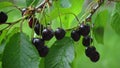 fruit tree wild cherry ripens black cherry Royalty Free Stock Photo
