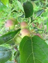 Young apples on a branch