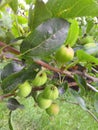 Young apples on a branch