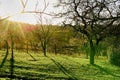 Fruit trees in autumn. Natural garden at sunrise. Royalty Free Stock Photo