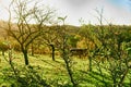 Fruit trees in autumn. Natural garden at sunrise. Royalty Free Stock Photo