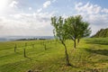 Fruit trees in beautiful green traditional orchard, organic farming, sunny summer day, healthy lifestyle concept, copy space on cl Royalty Free Stock Photo