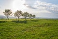 Fruit trees in beautiful green traditional orchard, organic farming, sunny summer day, healthy lifestyle concept, copy space on cl Royalty Free Stock Photo