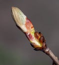 Fruit trees bloom in spring