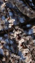 Fruit trees bloom in spring