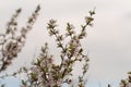 Fruit trees are blooming. Cherry Blossoms. Flowering branches of cherry. Flowering trees against the sky and sea. Royalty Free Stock Photo