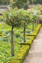 Green fruit trees in a French vegetable garden in Chateau de Villandry, Loire Valley.