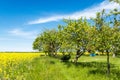 Fruit trees in the garden in blue sky with cirrus clouds and yellow rapeseed field background in springtime on a sunny day Royalty Free Stock Photo