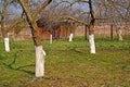 Fruit trees in a garden after whitewashing. Spring