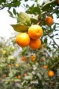 Fruit trees, gardens, orange tree