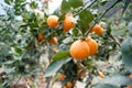 Fruit trees, gardens, orange tree Royalty Free Stock Photo