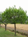 Fruit trees with green leaves in spring . Tuscany, Italy