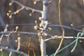 Branch of fruit with buds in spring