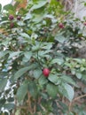 fruit trees in the home garden