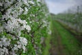 Fruit trees and industrial cultivation. Inflorescences on apple tree