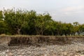 Fruit trees in the orchard damages due to flood and land erosion