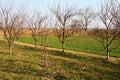 Fruit trees planted in a row on a farm. Serbia, early spring agricultural work. Apple plum orchard with whitewashed