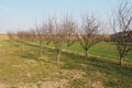 Fruit trees planted in a row on a farm. Serbia, early spring agricultural work. Apple plum orchard with whitewashed