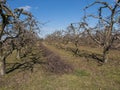 Fruit trees