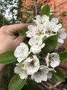 Fruit trees are starting to bloom. Pear blossoms. Pear flowers.