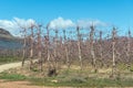 Fruit trees, using the espalier system, on the Katbakkies road