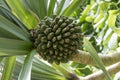 Fruit of a common screwpine Royalty Free Stock Photo