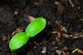 Fruit Vegetable Seedling Two Leaves Royalty Free Stock Photo