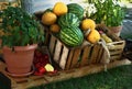 Fruit and vegetable stall at market Royalty Free Stock Photo