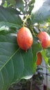 There is a fruit name of appricut
