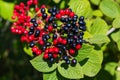 The fruit Viburnum lantana. Is an green at first, turning red, then finally black, wayfarer or wayfaring tree is a