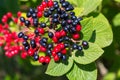 The fruit Viburnum lantana. Is an green at first, turning red, then finally black, wayfarer or wayfaring tree is a