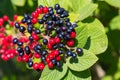 The fruit Viburnum lantana. Is an green at first, turning red, then finally black, wayfarer or wayfaring tree is a