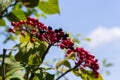 The fruit Viburnum lantana. Is an green at first, turning red, then finally black, wayfarer or wayfaring tree is a