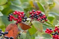 The fruit Viburnum lantana. Is an green at first, turning red, then finally black, wayfarer or wayfaring tree is a species of